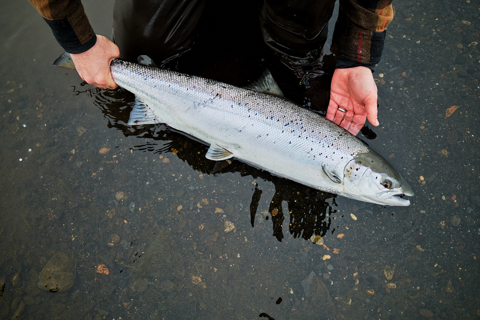 Atlantic salmon release on West Rangá